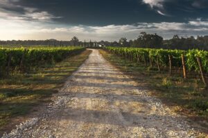 vignobles de gascogne