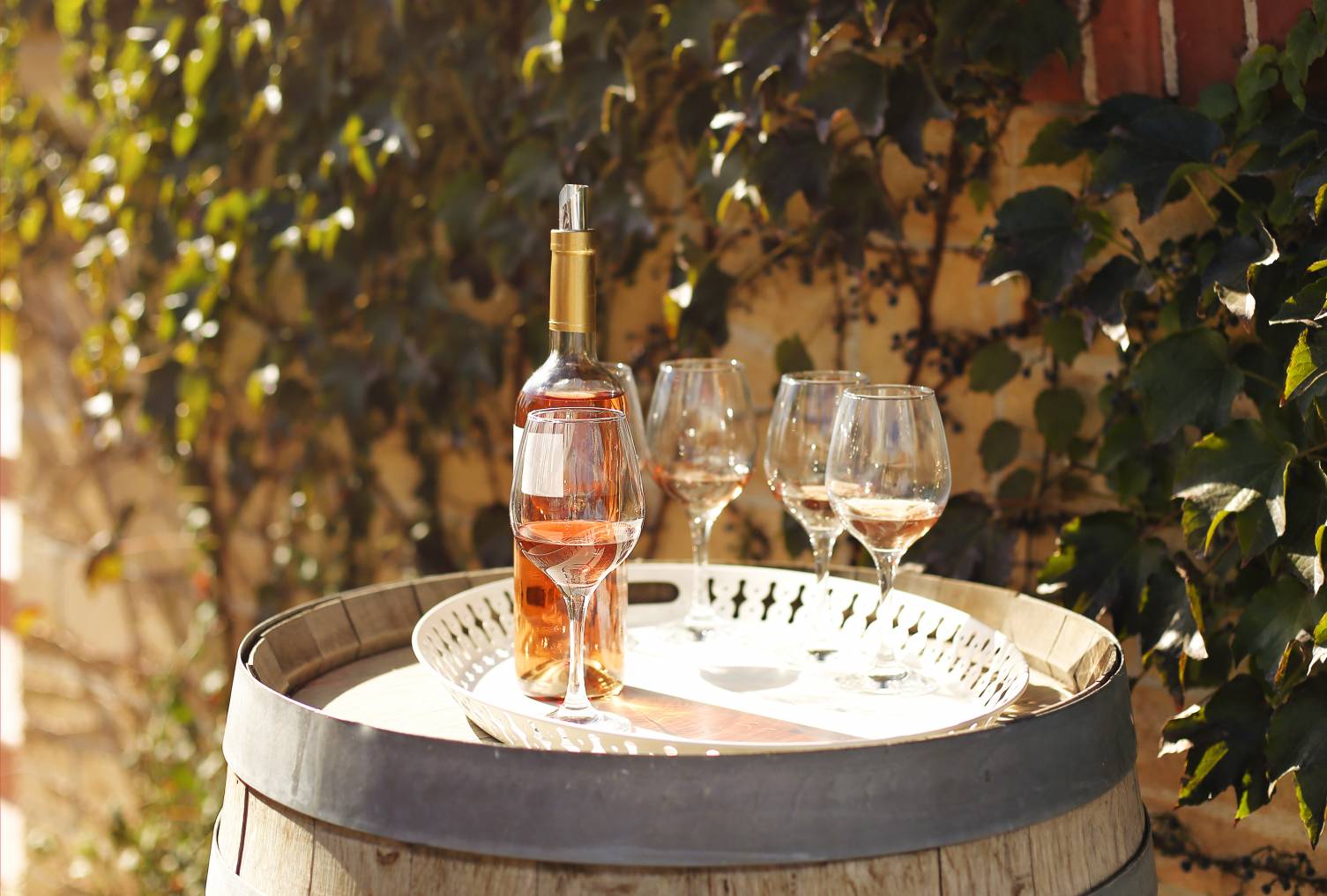 cépage vin rosé alcool bouteille souvignier gris cuve pied vigne plants