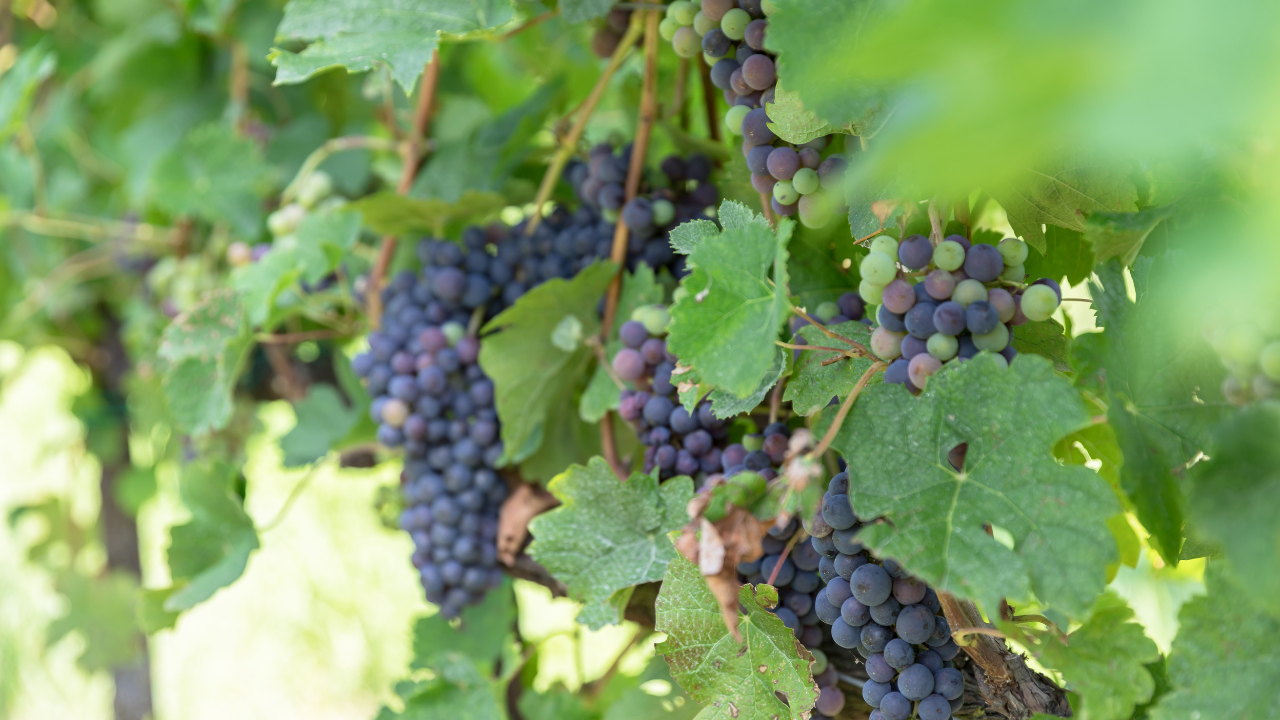 Cépage carignan