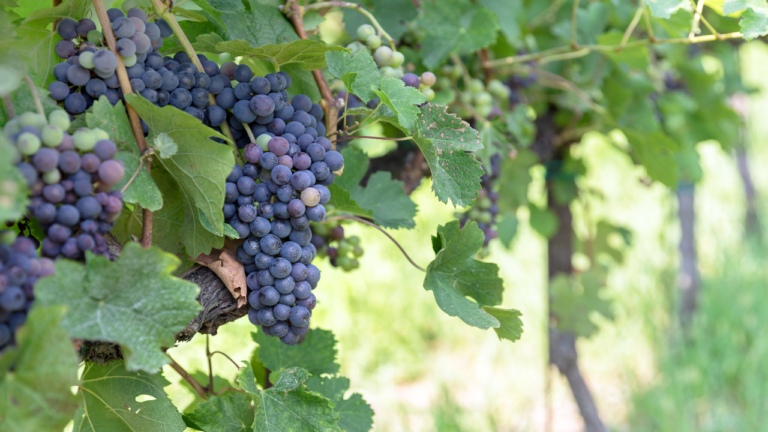 Carignan : grappes de raisin Carignan mûres sous le soleil méditerranéen