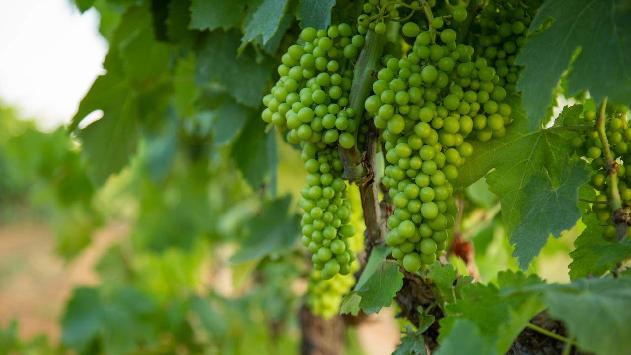 biodynamie : vignoble cultivé selon les cycles naturels