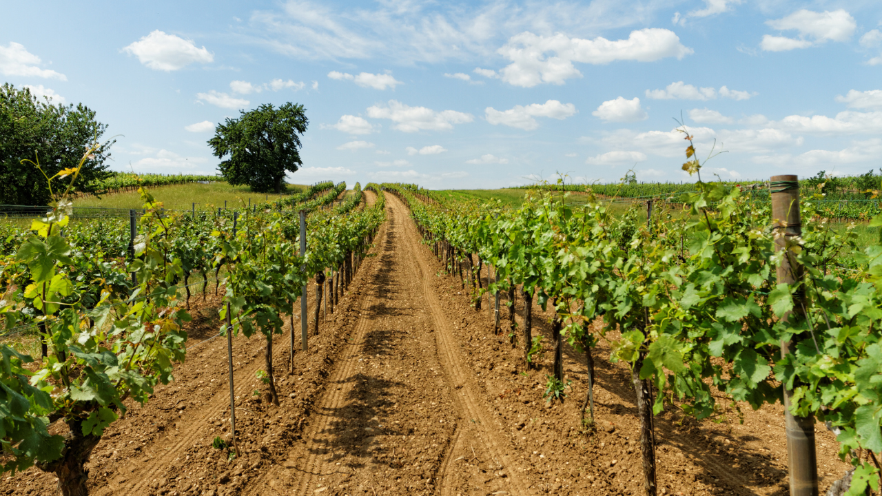 Vignoble de tokay