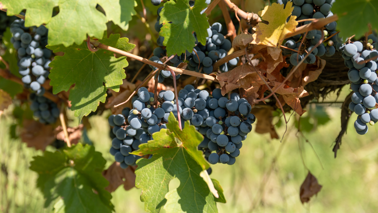 Cépage Cinsaut