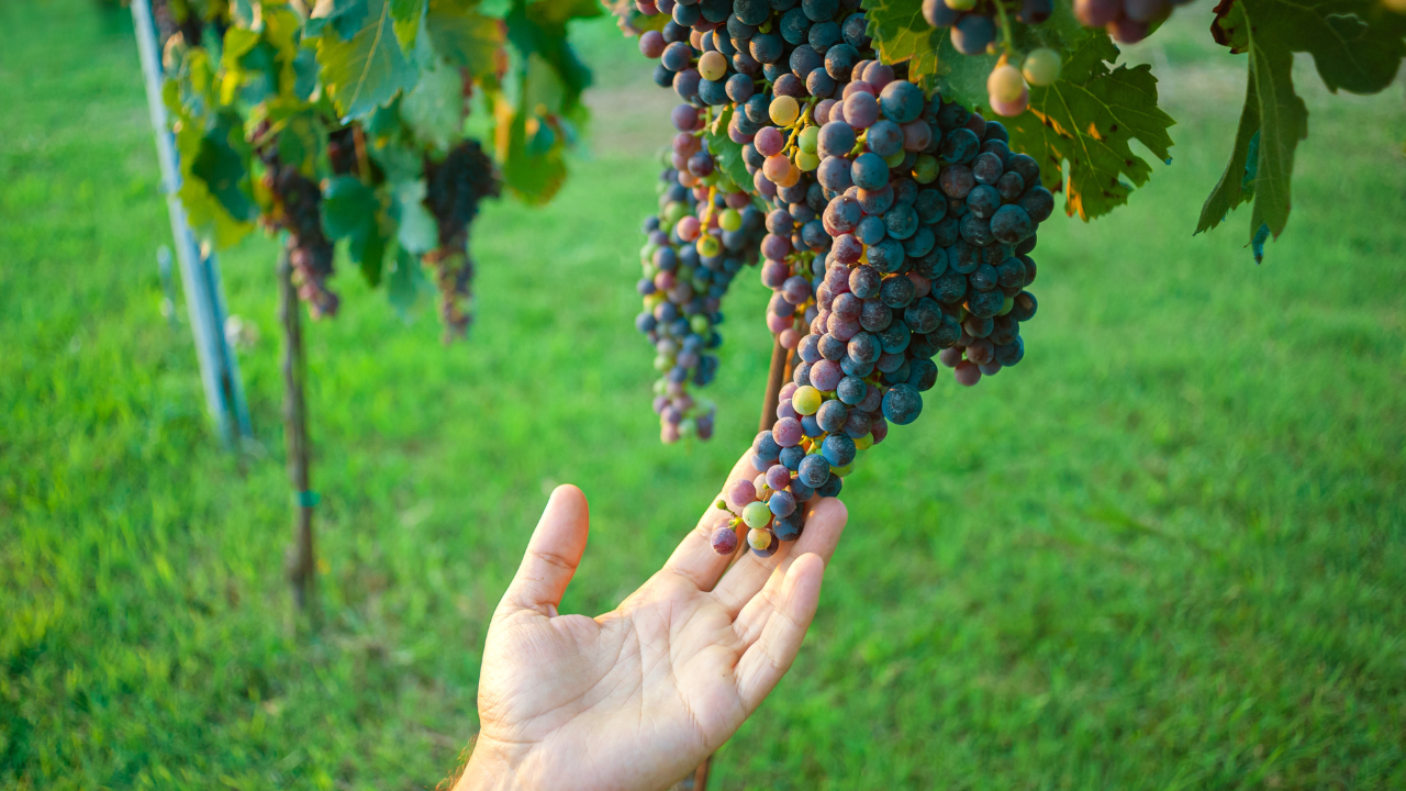 La biodynamie