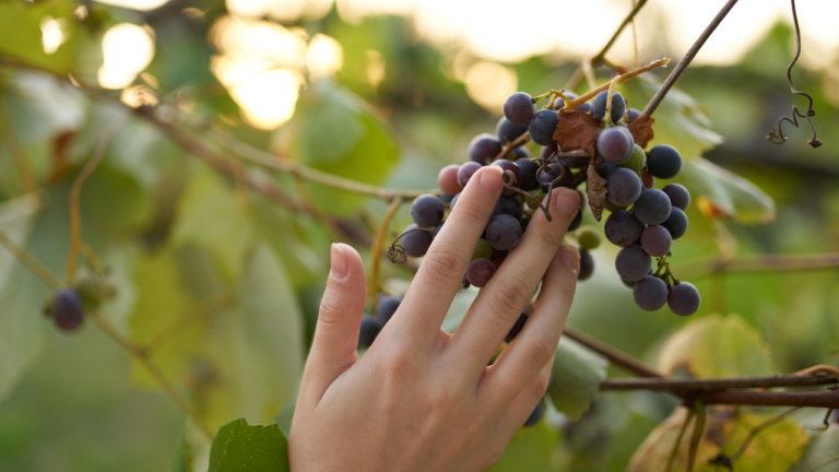 cinsaut : grappes de raisins cinsaut sur la vigne