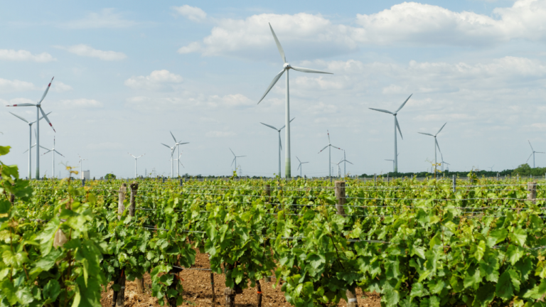 vignoble de Tokay : vignoble de Tokay avec des grappes de raisins dorés