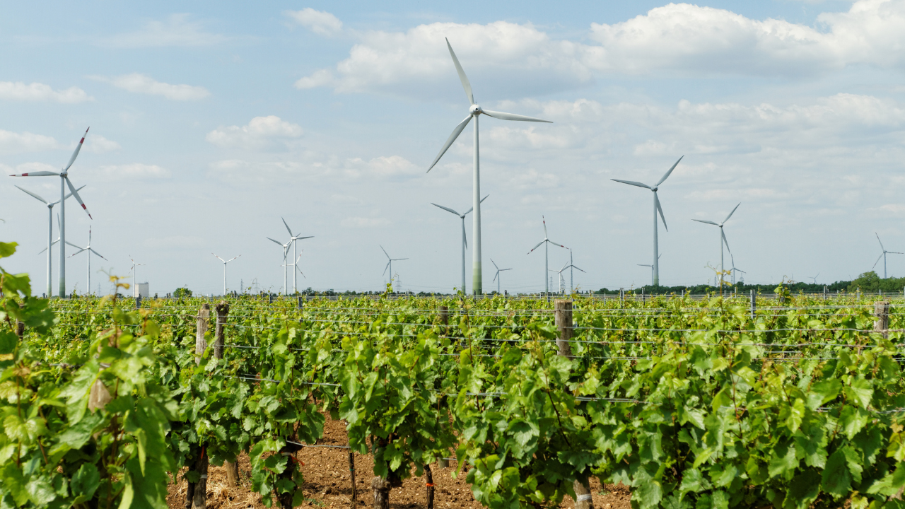 vignoble de Tokay : vignoble de Tokay avec des grappes de raisins dorés