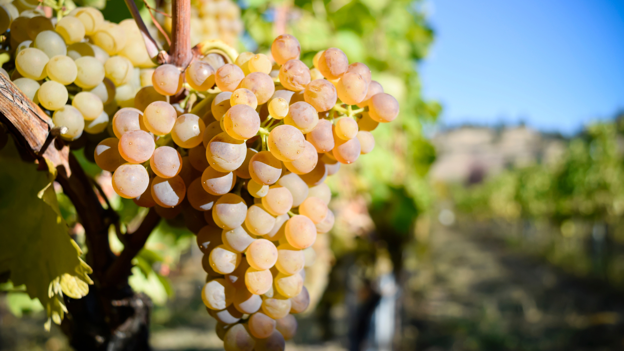 Viognier