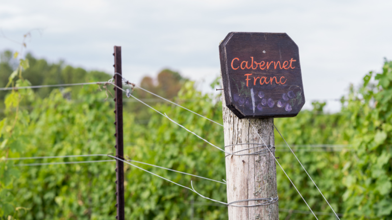 Cabernet Franc : vigne luxuriant de cépage Cabernet Franc en une journée ensoleillée