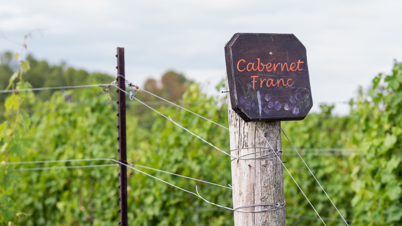 Cabernet Franc : vigne luxuriant de cépage Cabernet Franc en une journée ensoleillée