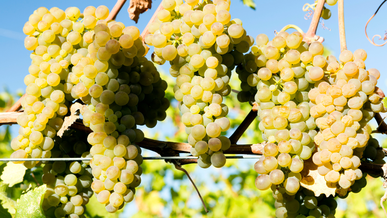 Viognier : grappes de raisin Viognier doré sur vigne ensoleillée
