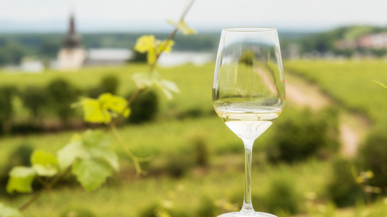 Riesling : bouteille de vin Riesling dans un vignoble alsacien
