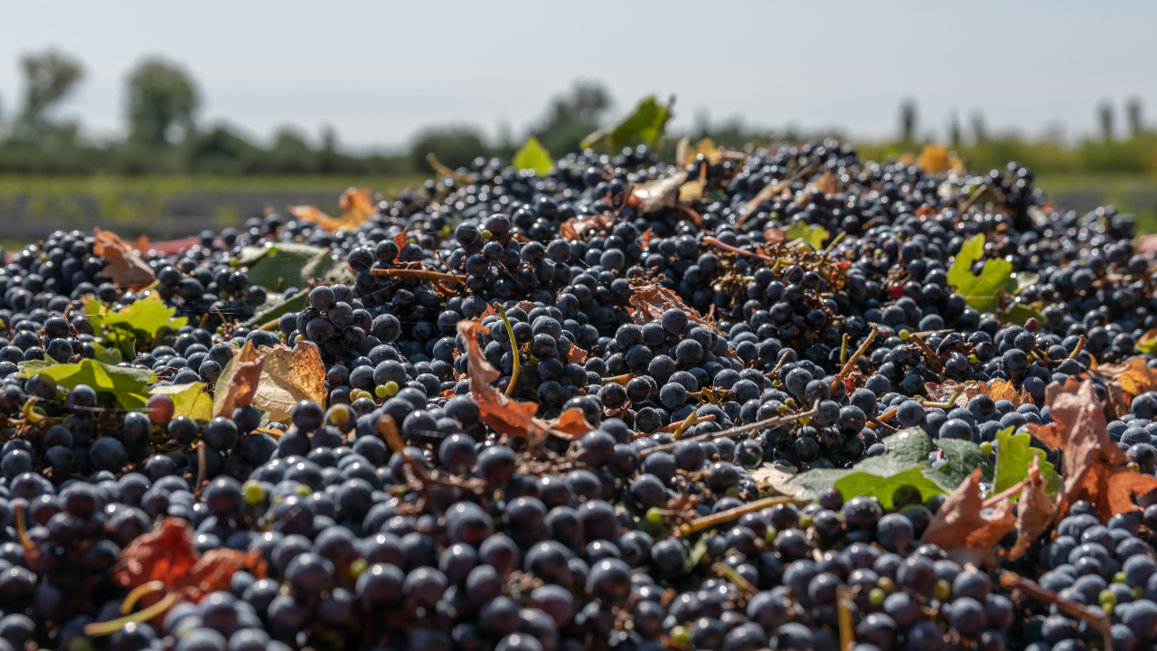 cabernet-sauvignon : bouteille de vin rouge cabernet-sauvignon avec verre