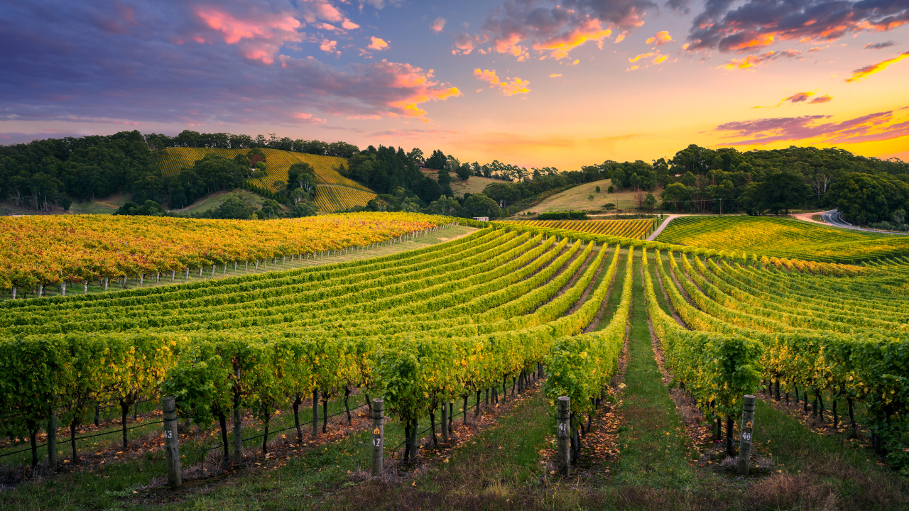 vignoble fronsadais : paysage viticole avec vignes et collines