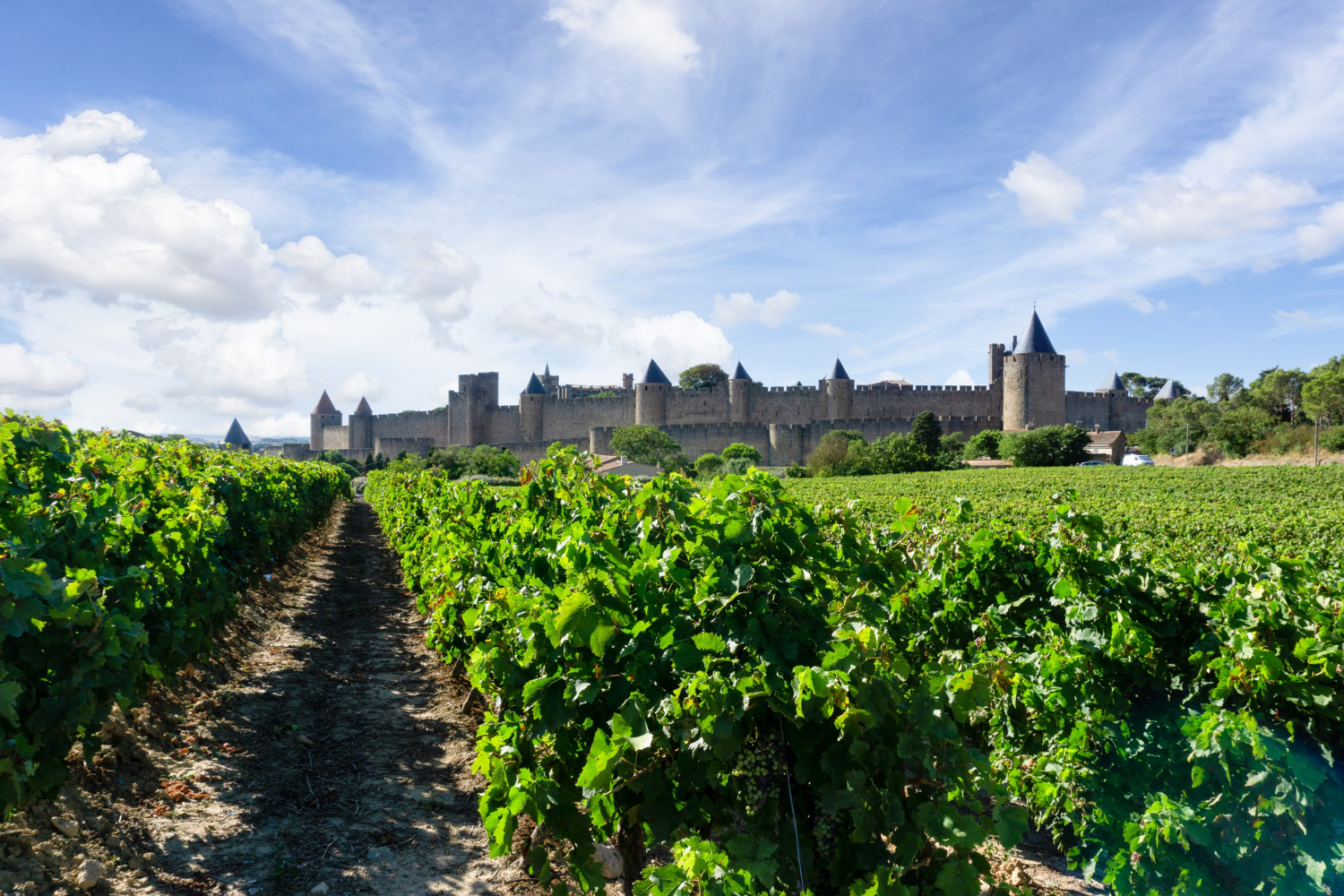 La Bourgogne est l'une des régions viticoles en France