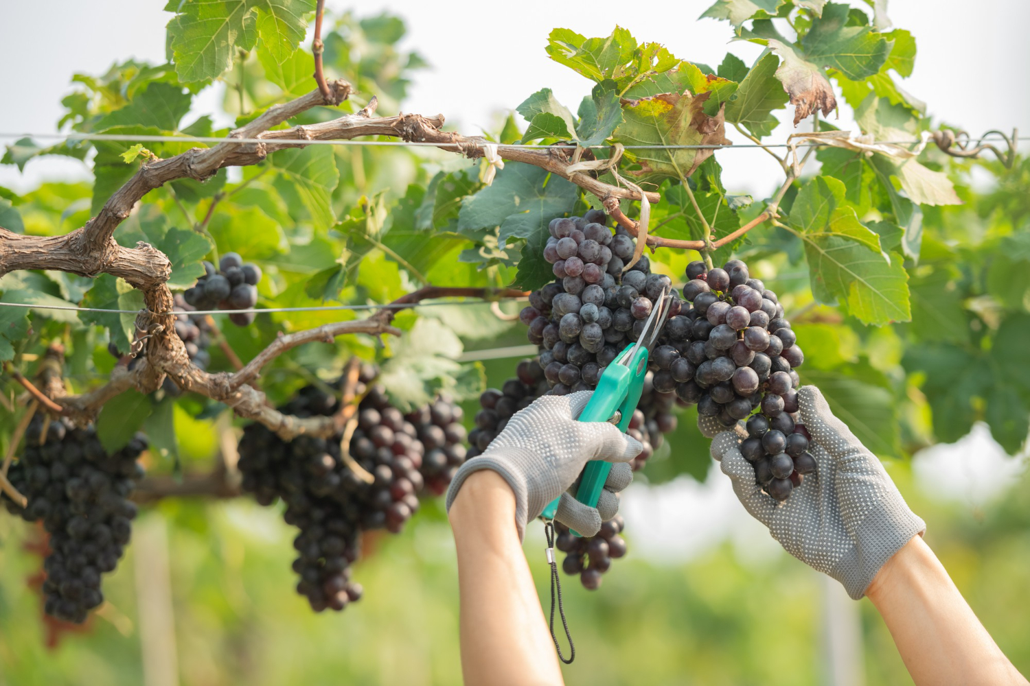 Les vendanges