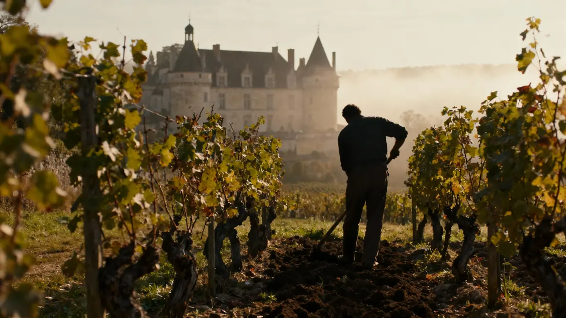 Vignes anciennes Romanee Conti histoire Bourgogne