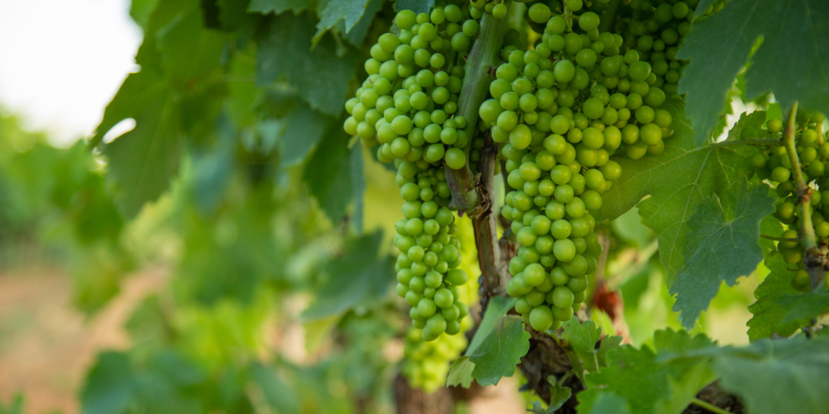 biodynamie : vignoble cultivé selon les cycles naturels