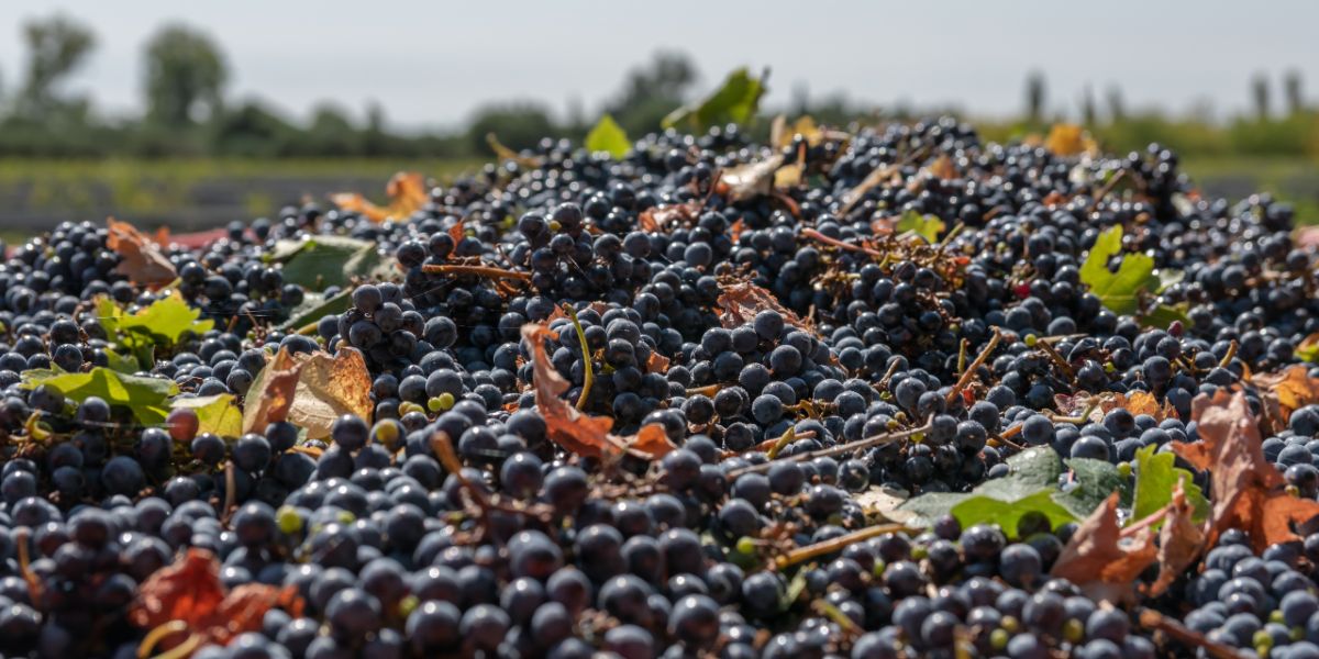 cabernet-sauvignon : bouteille de vin rouge cabernet-sauvignon avec verre