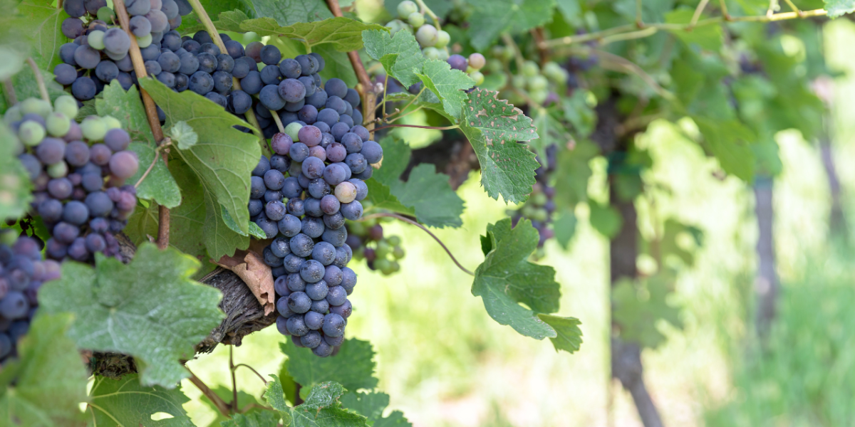 Carignan : grappes de raisin Carignan mûres sous le soleil méditerranéen