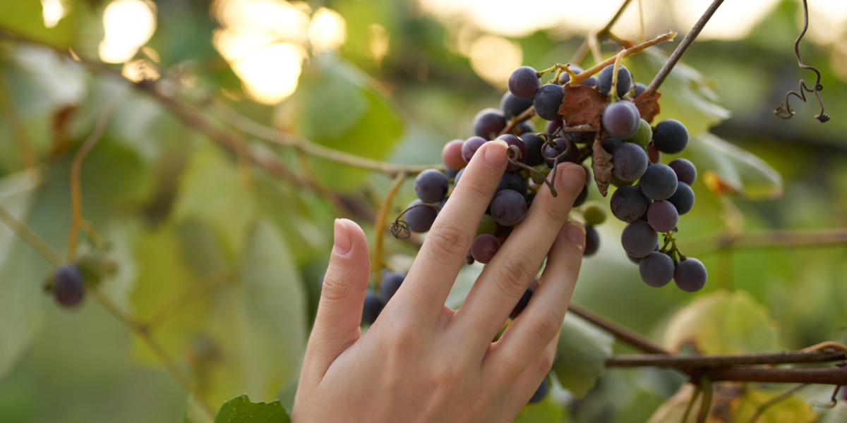 cinsaut : grappes de raisins cinsaut sur la vigne