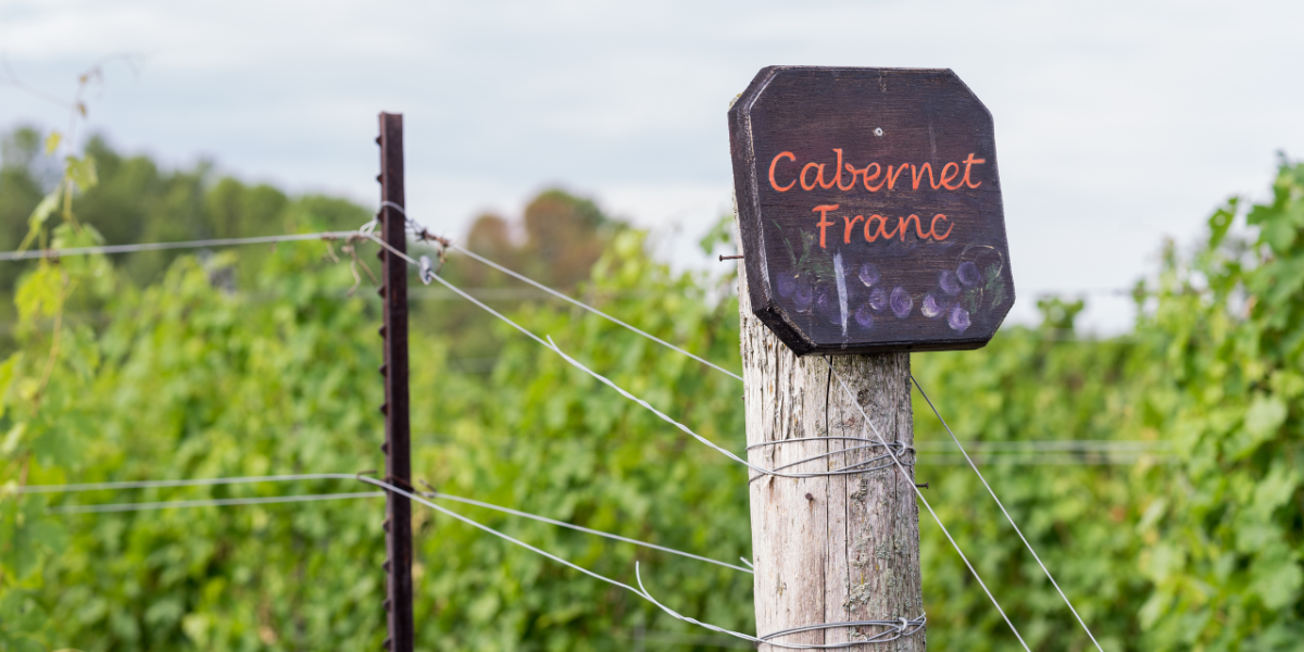 Cabernet Franc : vigne luxuriant de cépage Cabernet Franc en une journée ensoleillée