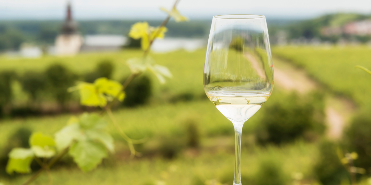 Riesling : bouteille de vin Riesling dans un vignoble alsacien