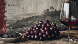 Uva mencia : grappe noire, ardoise et vin rouge atlantiques