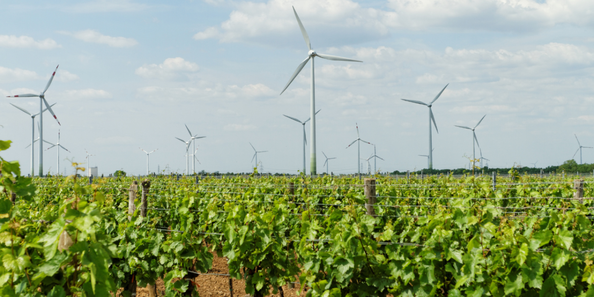 vignoble de Tokay : vignoble de Tokay avec des grappes de raisins dorés