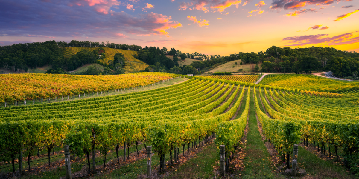 vignoble fronsadais : paysage viticole avec vignes et collines