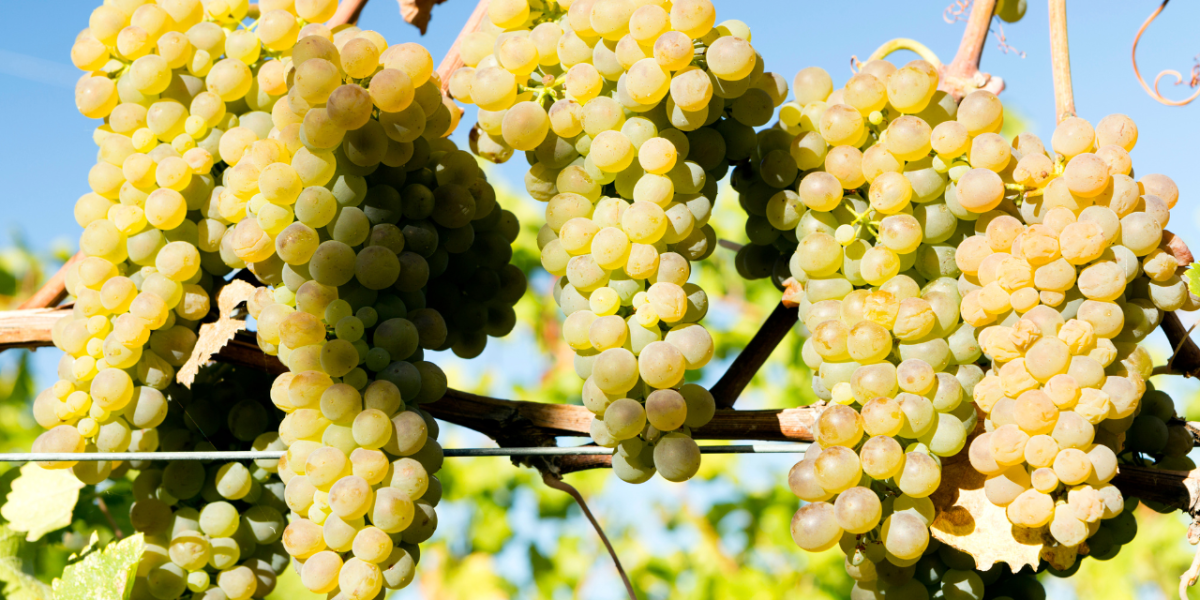 Viognier : grappes de raisin Viognier doré sur vigne ensoleillée